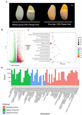 Integrated Metabolome and Transcriptome Analysis of Fruit Flavor and Carotenoids Biosynthesis Differences Between Mature-Green and Tree-Ripe of cv. “Golden Phoenix” Mangoes (Mangifera indica L.)